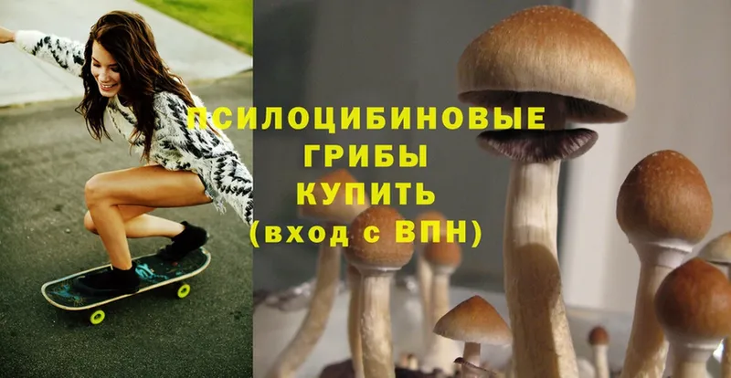 OMG онион  Камызяк  Галлюциногенные грибы Psilocybine cubensis  как найти наркотики 